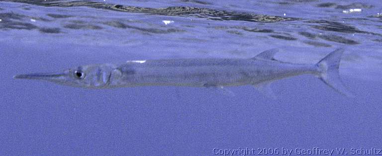 Long Cay
Lighthouse Reef

Belize
Belonidae, Needlefish
20060303_115828