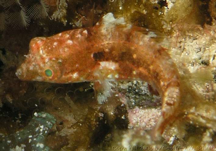 Halfmoon Cay
Lighthouse Reef

Belize
Blenny, Tripterygiidae
20060317_152809