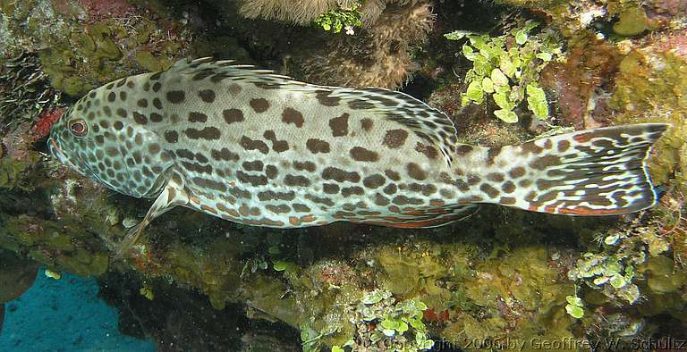 Long Cay
Lighthouse Reef

Belize
Grouper, Seabass, Serranidae
20060319_145604