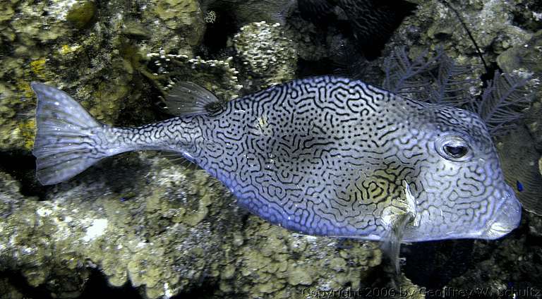 Long Cay
Lighthouse Reef

Belize
Boxfish, Ostraciidae
20060320_145932