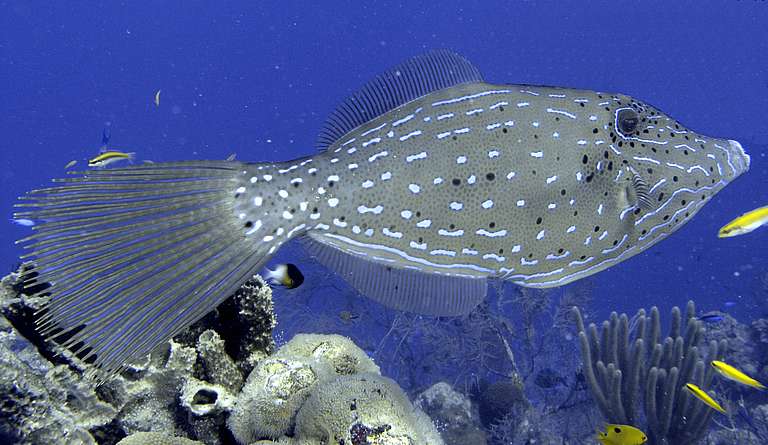 



Balistidae, Filefish, Leatherjacket
20060321_104647