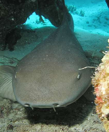 Long Cay
Lighthouse Reef

Belize
Carpet Shark, Rhincodontidae, Shark
20060402_144546