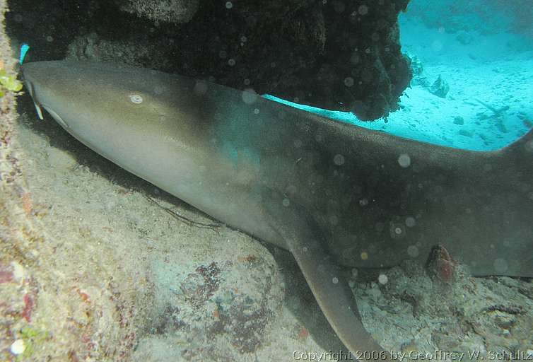 Long Cay
Lighthouse Reef

Belize
Carpet Shark, Rhincodontidae, Shark
20060402_144606