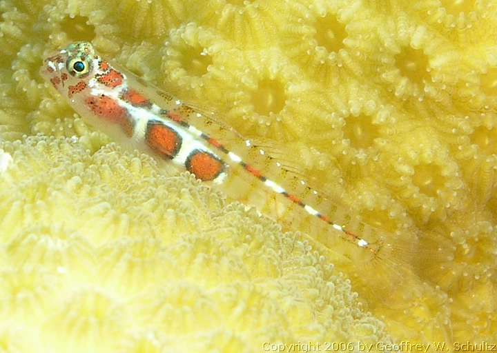 Halfmoon Cay
Lighthouse Reef

Belize
Gobiidae, Goby
20060406_105901