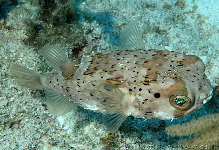 Long Cay
Lighthouse Reef

Belize
Puffer/Spiny, Tetraodontidae
20060413_113944