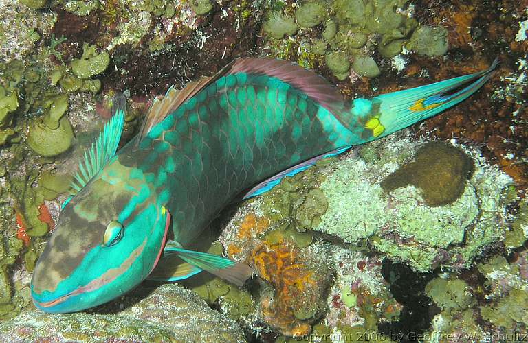 Long Cay
Lighthouse Reef

Belize
Parrotfish, Scaridae
20060414_182501