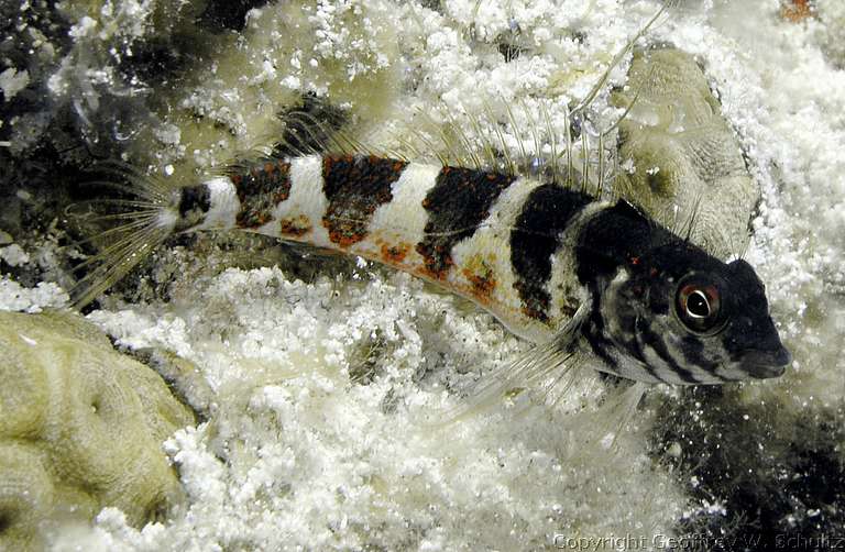 
Fish Cay
Acklins
Bahamas
Blenny, Labriscomidae
20070501_114249