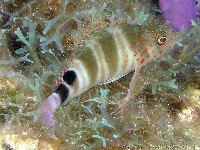 
Marylin's Cut
Little Cayman
Cayman Islands
Cirrhitidae, Hawkfish
20080313_105710_2