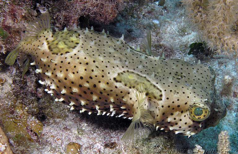 
Marylin's Cut
Little Cayman
Cayman Islands
Diodontidae, Porcupinefish
20080313_112248