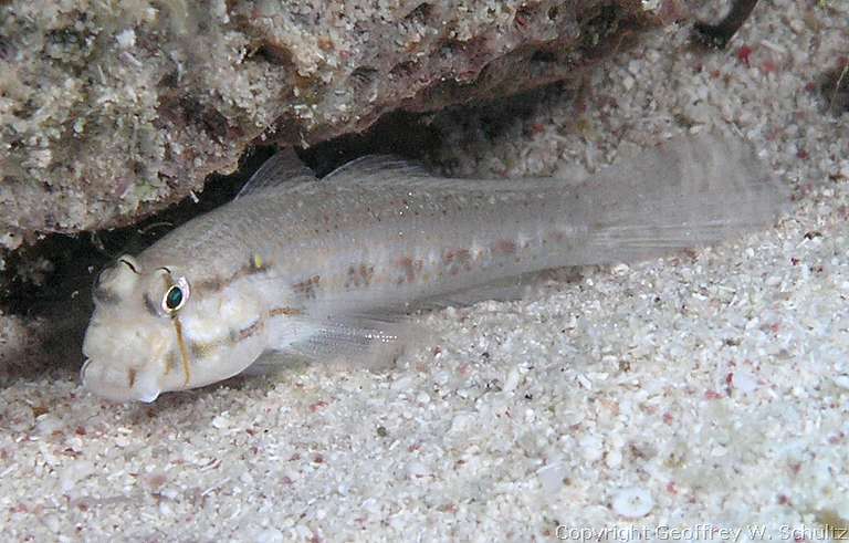 
Jackson's Bight
Little Cayman
Cayman Islands
Gobiidae, Goby
20080315_093631