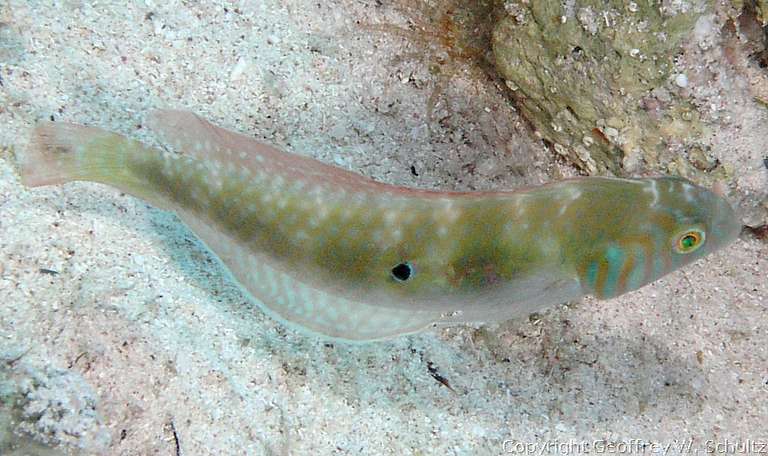 
Jackson's Bight
Little Cayman
Cayman Islands
Labridae, Razorfish, Wrasse
20080315_093939