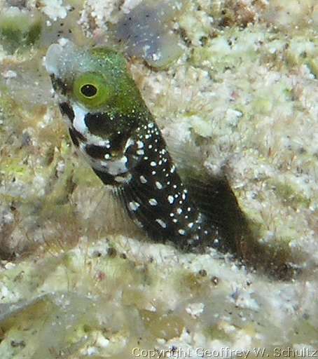 
Jackson's Bight
Little Cayman
Cayman Islands
Blenny, Chaenopsidae, Tube Blenny
20080315_095035