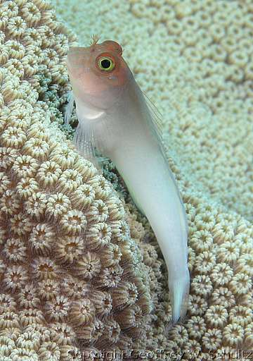 
West Wall
Little Cayman
Cayman Islands
Blenniidae, Blenny, Combtooth Blenny
20080315_112304