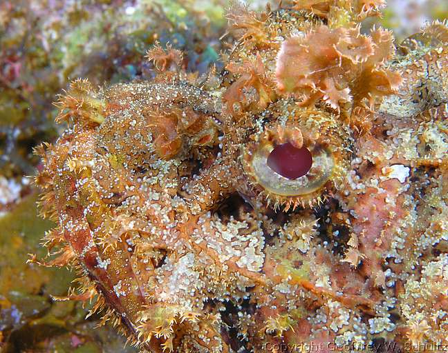 
Mixing Bowl
Little Cayman
Cayman Islands
Scorpaenidae, Scorpionfish
20080316_093032