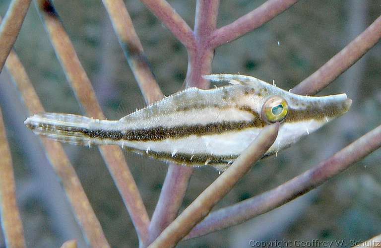 
Ringer's Wall
Little Cayman
Cayman Islands
Filefish, Monacanthidae
20080316_111647