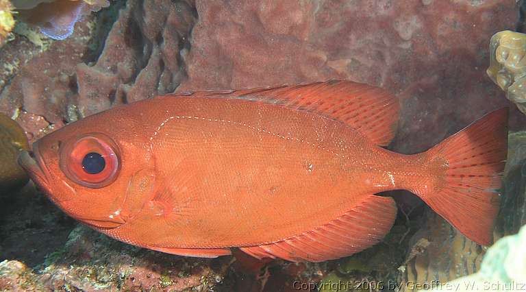 Long Cay
Lighthouse Reef

Belize
Bigeye, Priacanthidae
P2261863