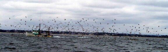 Fishing Boat with Seagulls