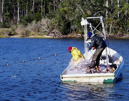 Fisherman hauling net