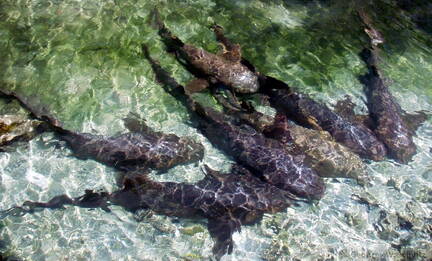 Nurse Sharks