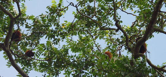 Red Howler Monkeys