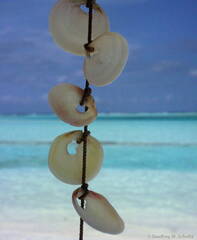 Sea Shell Decorations