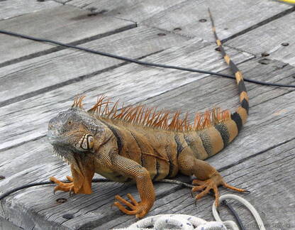 Dock Iguana