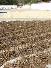 Beans Drying