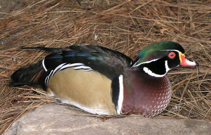 American Wood Duck