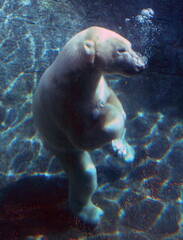 Polar Bear Under WaterPlaying with Bone