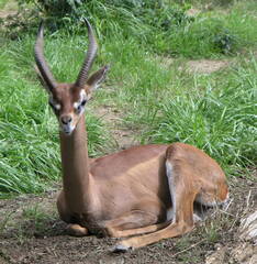 Nile Lechwe