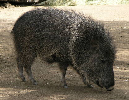 African Hog?