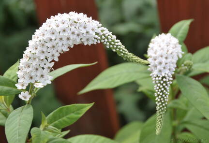 Butterfly Bush
Family?