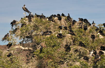 Friggate Rookery