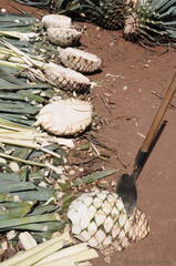 Agave heart ready to be roasted