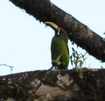 Chestnut-mandibled Toucan