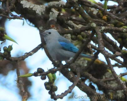 Blue-gray Tanager