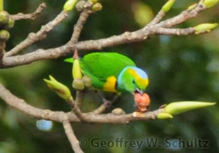 Golden-browed Chlorophonia (male)