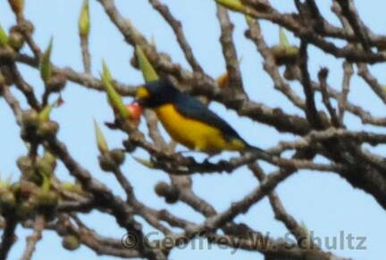 Scrub or Yelow-throated Euphonia