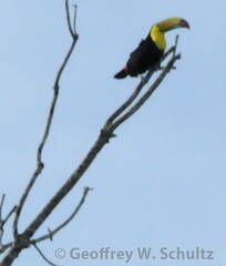 Keen Billed Toucan