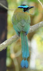 Blue-Crowned Motmot