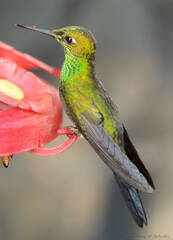 Fiery-Throated or female Magnificant hummingbird