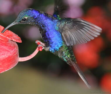 Violet Sabrewing Hummingbird