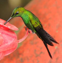 Fiery-Throated or female Magnificant hummingbird