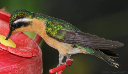 Female Purple-throated Mountain Gem Hummingbird