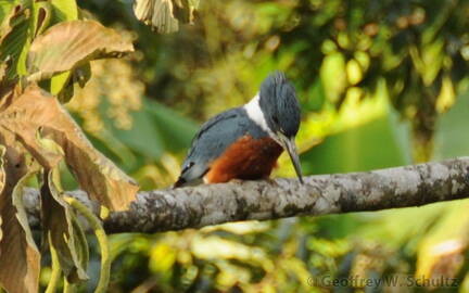 Ringed Kingfisher