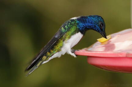 White Necked Jacobin