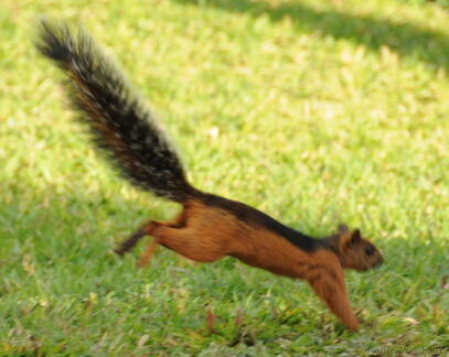 Different squirrels