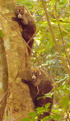 Coatis