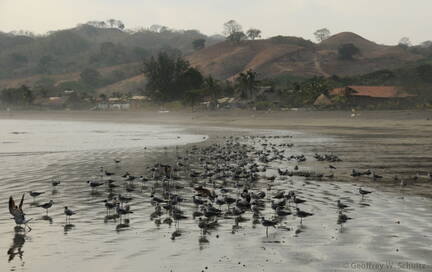 Birds on beach at Benao