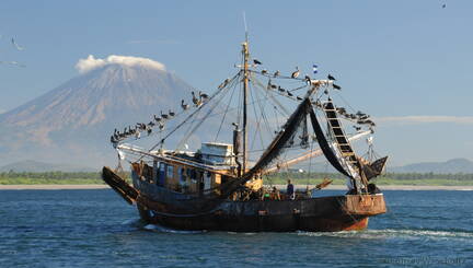 Fishing Vessel with Pelicans